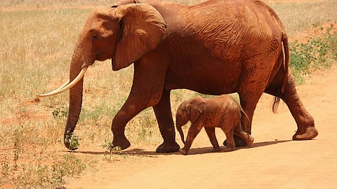 Elephants