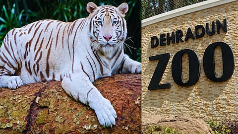 Blue-Eyed White Tiger Tejas
