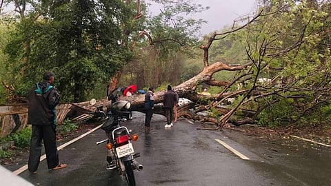 விடிய விடிய பெய்த கனமழை - குன்னூர் மலைப்பாதையில் ராட்சத மரங்கள் சாய்ந்தன