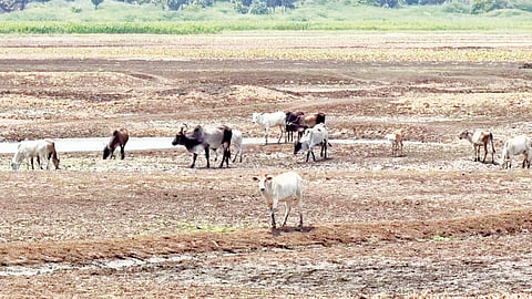 மழை பொய்த்ததால் வறண்ட குளங்கள்: குடிநீருக்காக நீர்நிலைகளை தேடி அலையும் கால்நடைகள்