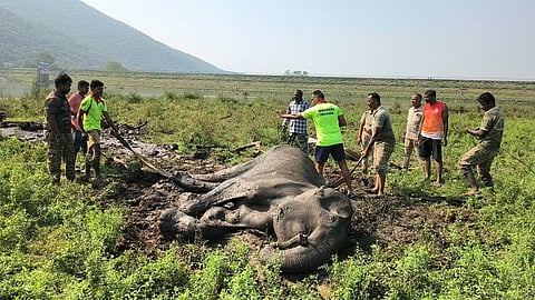 சேற்றில் சிக்கிய யானையை படத்தில் காணலாம்.