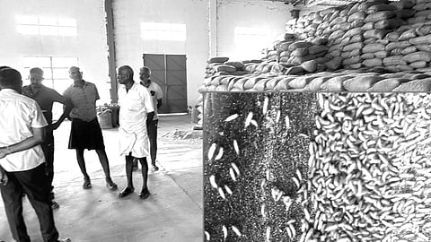 மக்காச்சோளம் மூட்டை குடோனில் இருந்து பரவும் பூச்சிகள்- பொதுமக்கள் அவதி