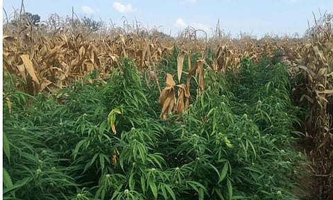 Ganja Cultivation