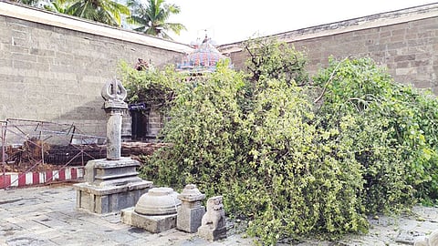 திருவண்ணாமலை அருணாசலேஸ்வரர் கோவிலில் 100 ஆண்டு கால வில்வமரம் வேரோடு சாய்ந்தது