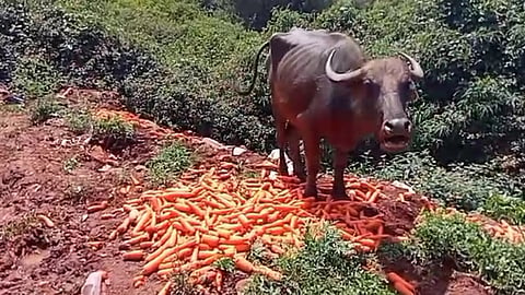 கேரட்டுக்கு உரிய விலை இல்லை... சாலையோரம் கொட்டிய விவசாயிகள்
