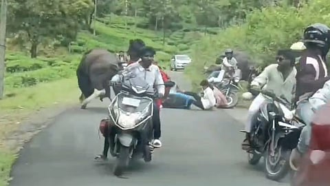 இருசக்கர வாகனத்தில் சென்ற சுற்றுலா பயணிகளை தாக்கிய காட்டெருமை