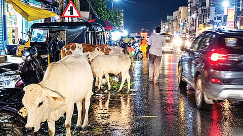 சுற்றி திரியும் மாடுகளால் விபத்து ஏற்படும் அபாயம்