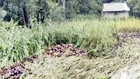 வெள்ளத்தில் அடித்து செல்லப்பட்ட தேங்காய்கள்