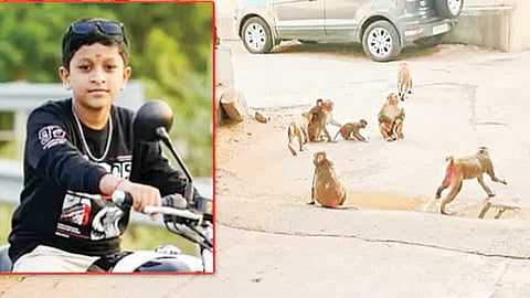 குரங்குகள் விரட்டியதால் ஓடிய சிறுவன் ‘திடீர்’ உயிரிழப்பு