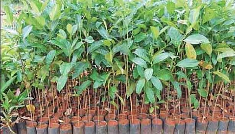 பொதுமக்கள், விவசாயிகளுக்கு இலவசமாக 10.36 லட்சம் மரக்கன்றுகள் வழங்க இலக்கு