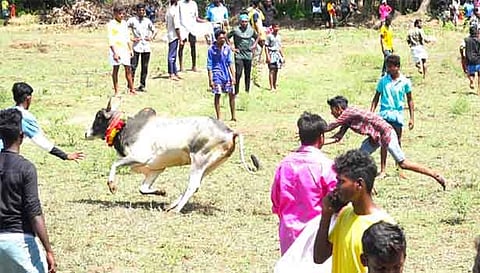 மஞ்சுவிரட்டு போட்டியில் காளைகளை துரத்திய இளைஞர்கள்.