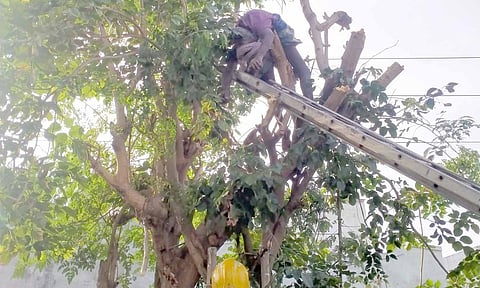 மின்சாரம் தாக்கியதில் மரத்திலேயே இறந்து கிடக்கும் சின்னத்தம்பி.