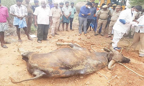 பலியான காட்டெருமை