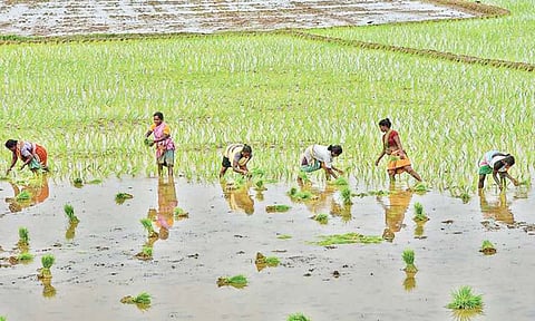 குறுவை தொகுப்பு திட்டத்தில் பயனடைந்த விவசாயிகள்; முதல்-அமைச்சருக்கு நன்றி தெரிவித்தனர்