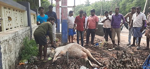  மின் கசிவால் இறந்த பசுமாடை படத்தில் காணலாம்.