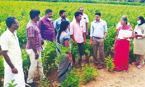 மானுப்பட்டியில் உள்ள மல்பெரி தோட்டத்தில் மாவட்ட கலெக்டர் வினீத் ஆய்வு செய்த போது எடுத்த படம்.