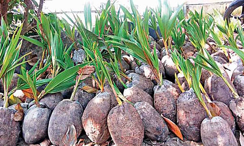 கோப்புபடம்.