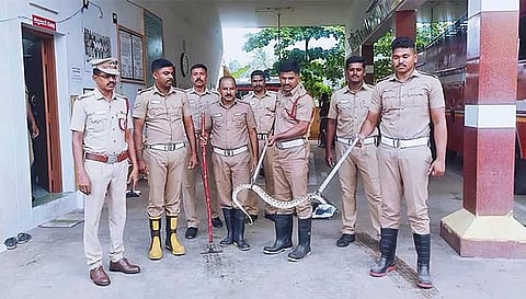 பாம்பை பிடித்த தீயணைப்புத்துறையினர்