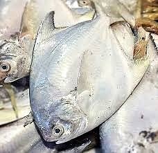 கோவையில் வாவல் மீன் ரூ.1,400க்கு விற்பனை