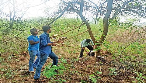 மரங்கள் வெட்டி அகற்றப்படும் காட்சி.
