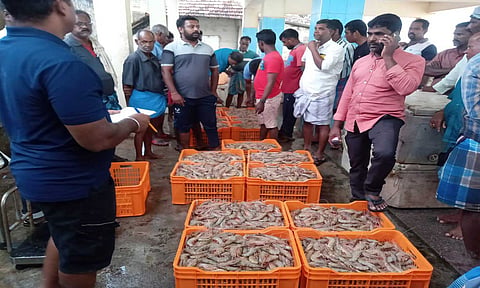 குறும்பனையில் மீனவர்கள் வலையில் சிக்கிய இறால் மீன்கள்