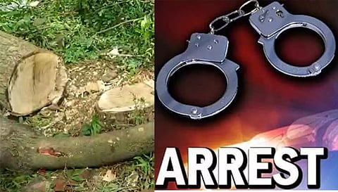 ஏற்காட்டில் அனுமதியின்றி மரங்கள் வெட்டி கடத்தி சென்ற 2 லாரிகள் சிக்கின