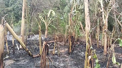 தீயில் கருகிய வாழைகள்.