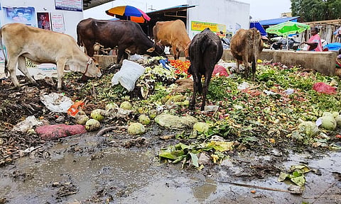 காய்கறி கழிவுகளை கால்நடைகள் மேயும் காட்சி.