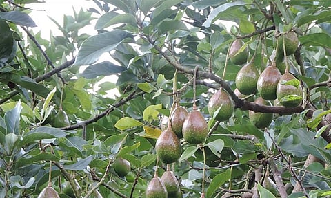 கொடைக்கானலில் விளைந்துள்ள அவகோடா பழங்கள்.