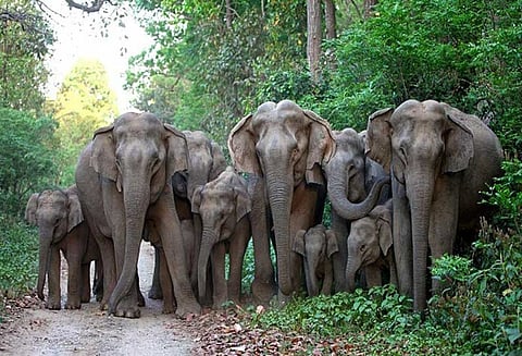 மலை ெரயில் பாதையில் நடமாடிய காட்டு யானை