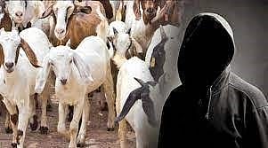 திருவெண்ணைநல்லூர் அருகே கொட்டகையில் அடைக்கப்பட்ட 15 ஆடுகளை திருடிய கும்பல்