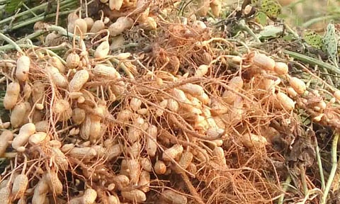 கோப்புபடம்.