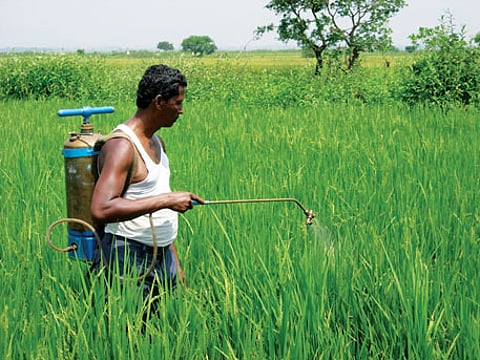 தாவர பூச்சிக்கொல்லி மருந்துகளை பயன்படுத்த விவசாயிகளுக்கு ஆலோசனை