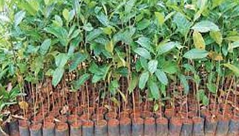 கபிலர்மலை வட்டார விவசாயிகளுக்கு பாரம்பரிய விதை நெல், தேக்கு மரக்கன்றுகள் வழங்கல்