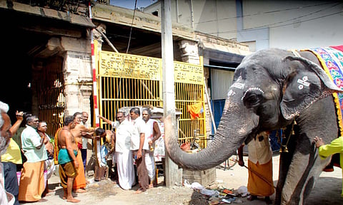 ஐப்பசி திருக்கல்யாணத்தை முன்னிட்டு நெல்லை காந்திமதி அம்பாள் கோவில் மண்டபம் முன்பு பந்தல்கால் நடும் நிகழ்ச்சி நடைபெற்ற போது எடுத்தபடம்.