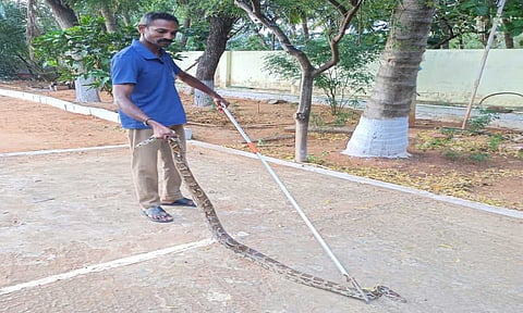 பிடிபட்ட ராட்சத மலைப்பாம்பை படத்தில் காணலாம் 