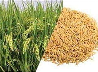 கருங்குளம் வட்டாரத்தில் 50சதவீத மானியத்தில் பூங்கார் ரக நெல் விதை -வேளாண்மை உதவி இயக்குனர் தகவல்