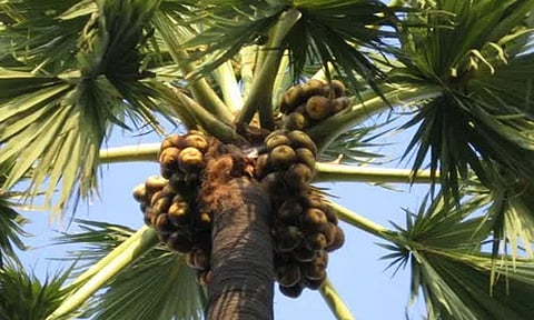 பனை மரம்