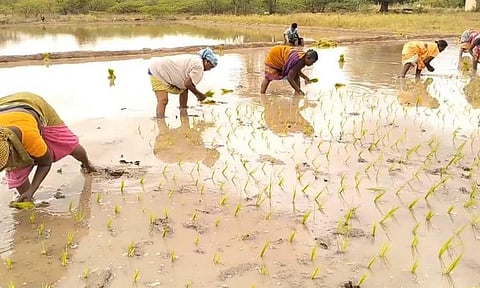 பெண்கள் விவசாய பணியில் ஈடுபட்டுள்ளனர்.