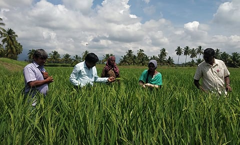 வல்லுநர் விதை உற்பத்தி திடலில் கண்காணிப்புக்குழு ஆய்வு
