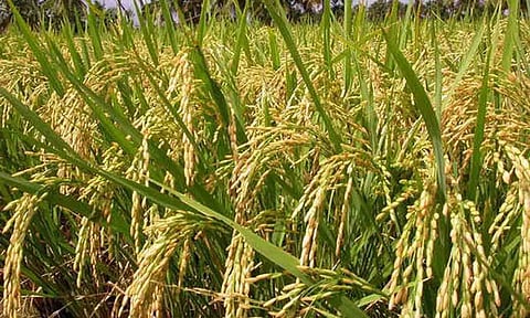 கோப்புபடம்.
