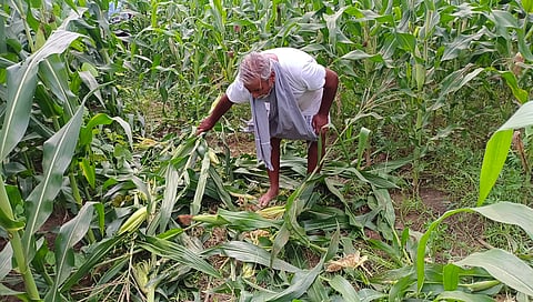 சேதமடைந்த மக்காச்சோளத்தை விவசாயி கவலையுடன் பார்த்த காட்சி.