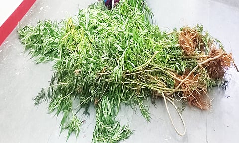 மிளகாய் தோட்டத்தில் பயிரிடப்பட்ட கஞ்சா செடிகள் பறிமுதல்