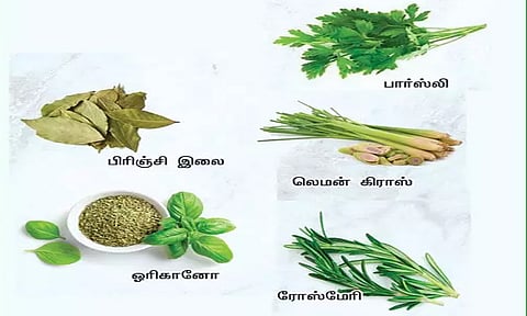 ஆரோக்கியம் காக்கும் சீசனிங் மூலிகைகள்