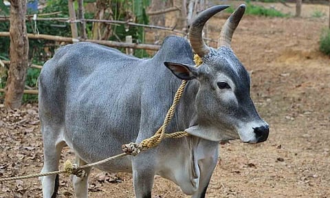 காங்கேயம் இன மாடுகள். 
