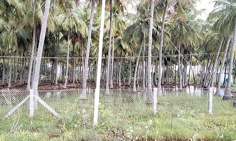 தென்னந்தோப்பில் தேங்கியுள்ள மழை நீர். 