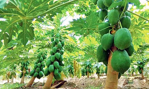 கோப்புபடம். 