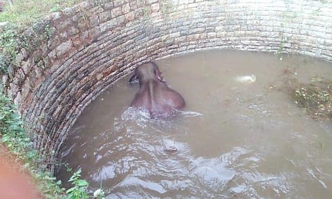 கிணற்றில் தவறி விழுந்து தத்தளித்த யானை.