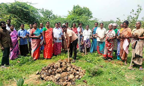 பனை மர விதைகள் நடவு பணி நடைபெற்றபோது எடுத்தபடம்.