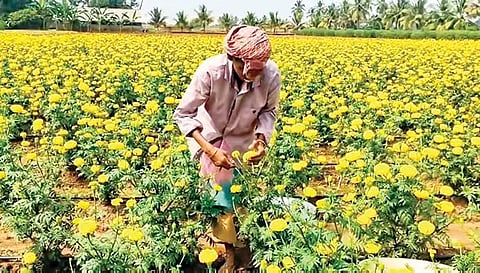 செண்டி பூக்கள் அறுவடை செய்யும் பணியில் விவசாயிகள்.